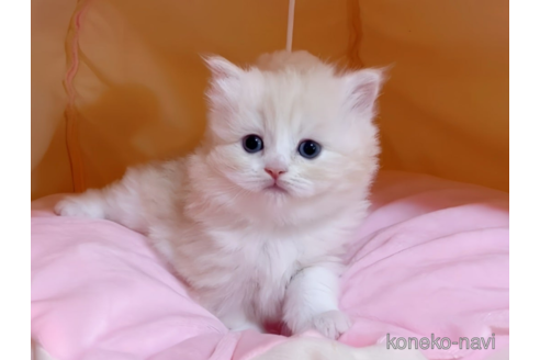 成約済の愛媛県のスコティッシュフォールド-79640の2枚目